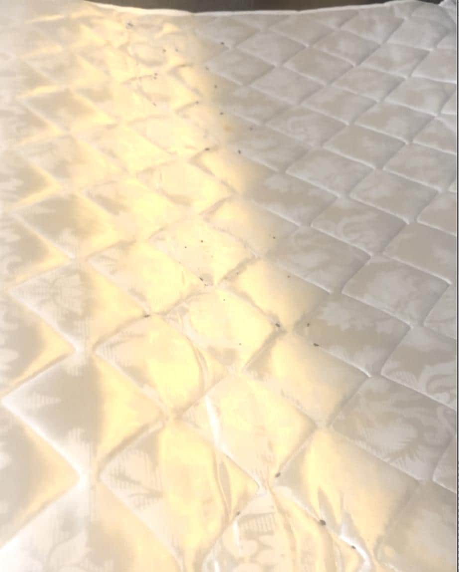 rat droppings/rat urine on mattress of sofa