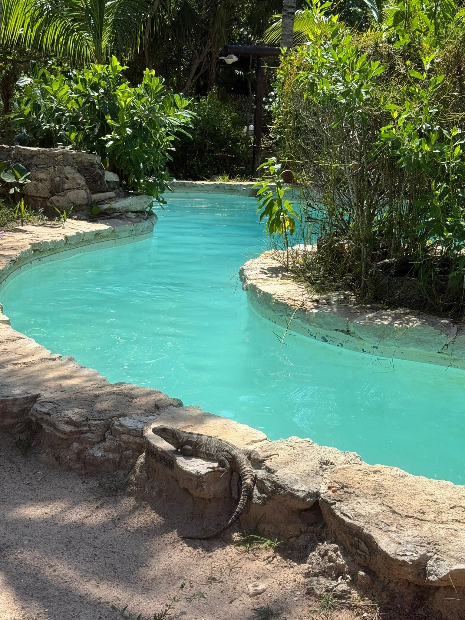 Pool with visitor