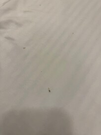 Moustique mort dans le lit