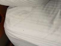 Ants on my bed