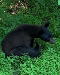 OMG he was beautiful. Juvenile so mama may have been close.