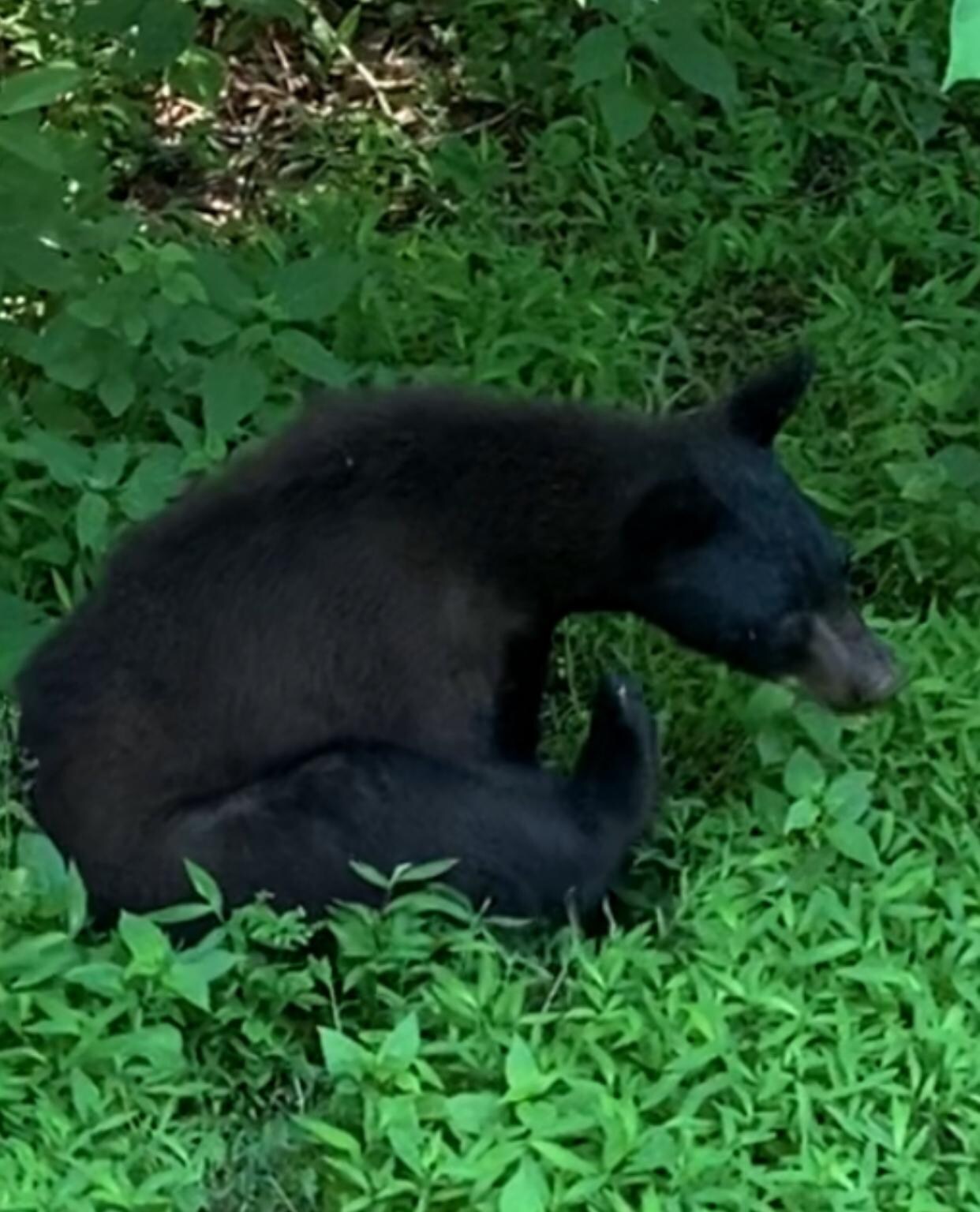 OMG he was beautiful. Juvenile so mama may have been close.