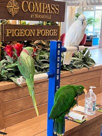 Birds with a handler when we arrived