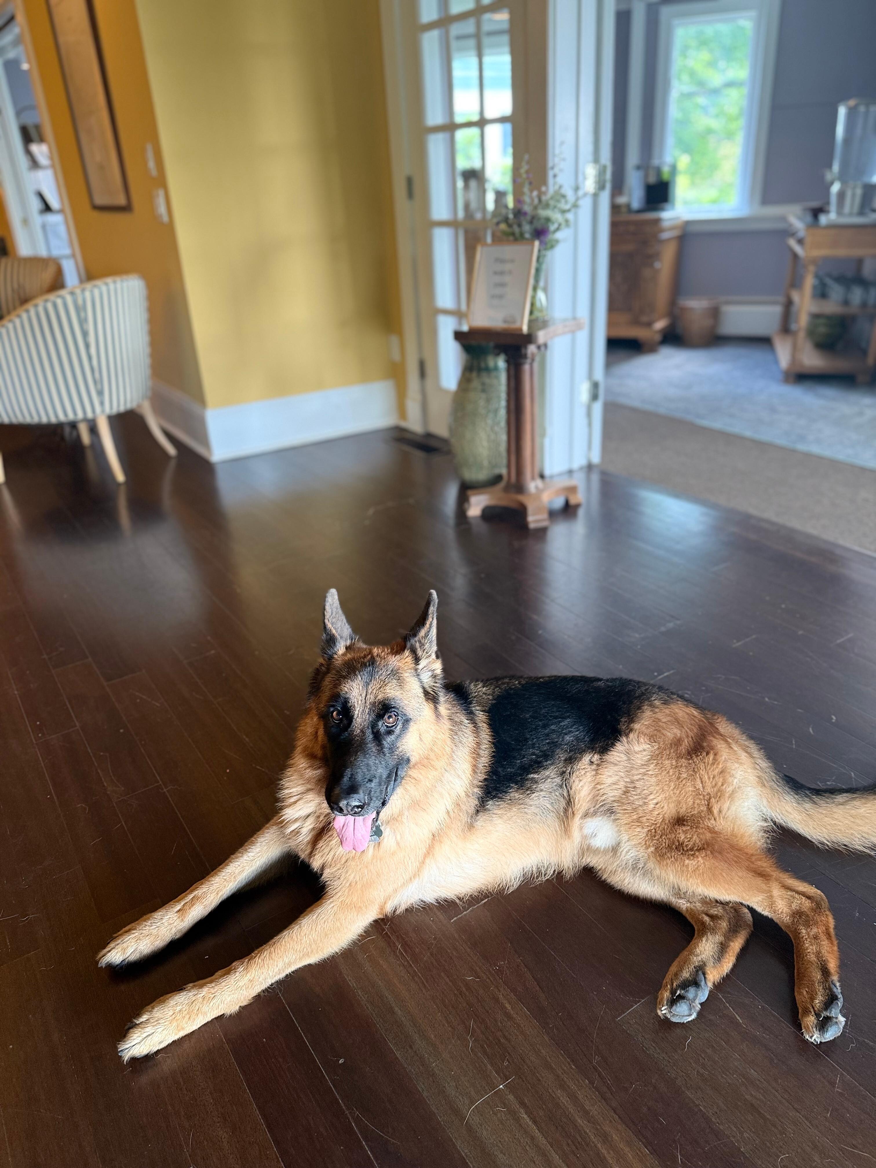 Max the welcome dog ♥️♥️♥️