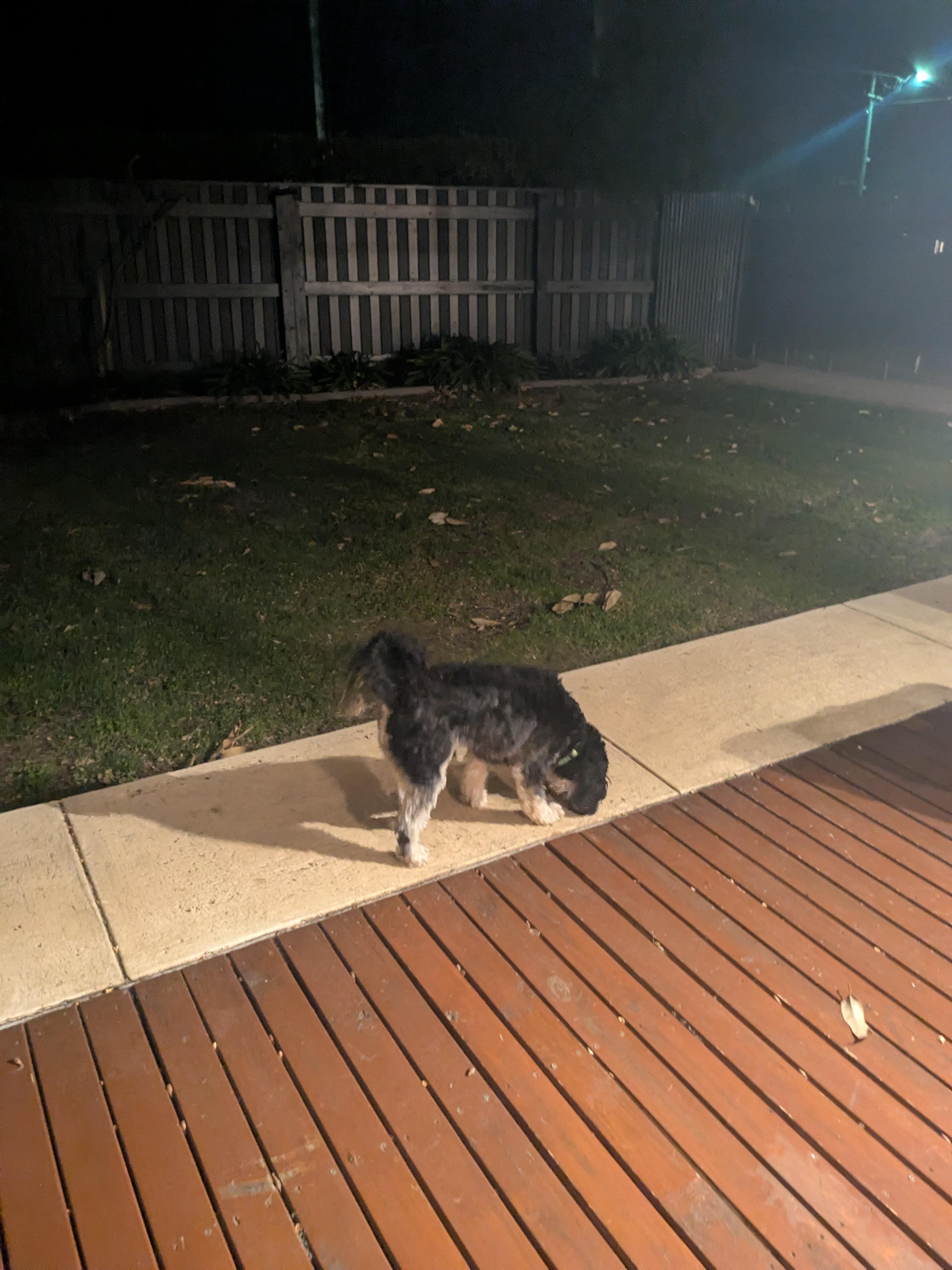 Ideal, secure back garden for fur babies.