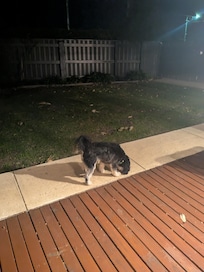 Ideal, secure back garden for fur babies.