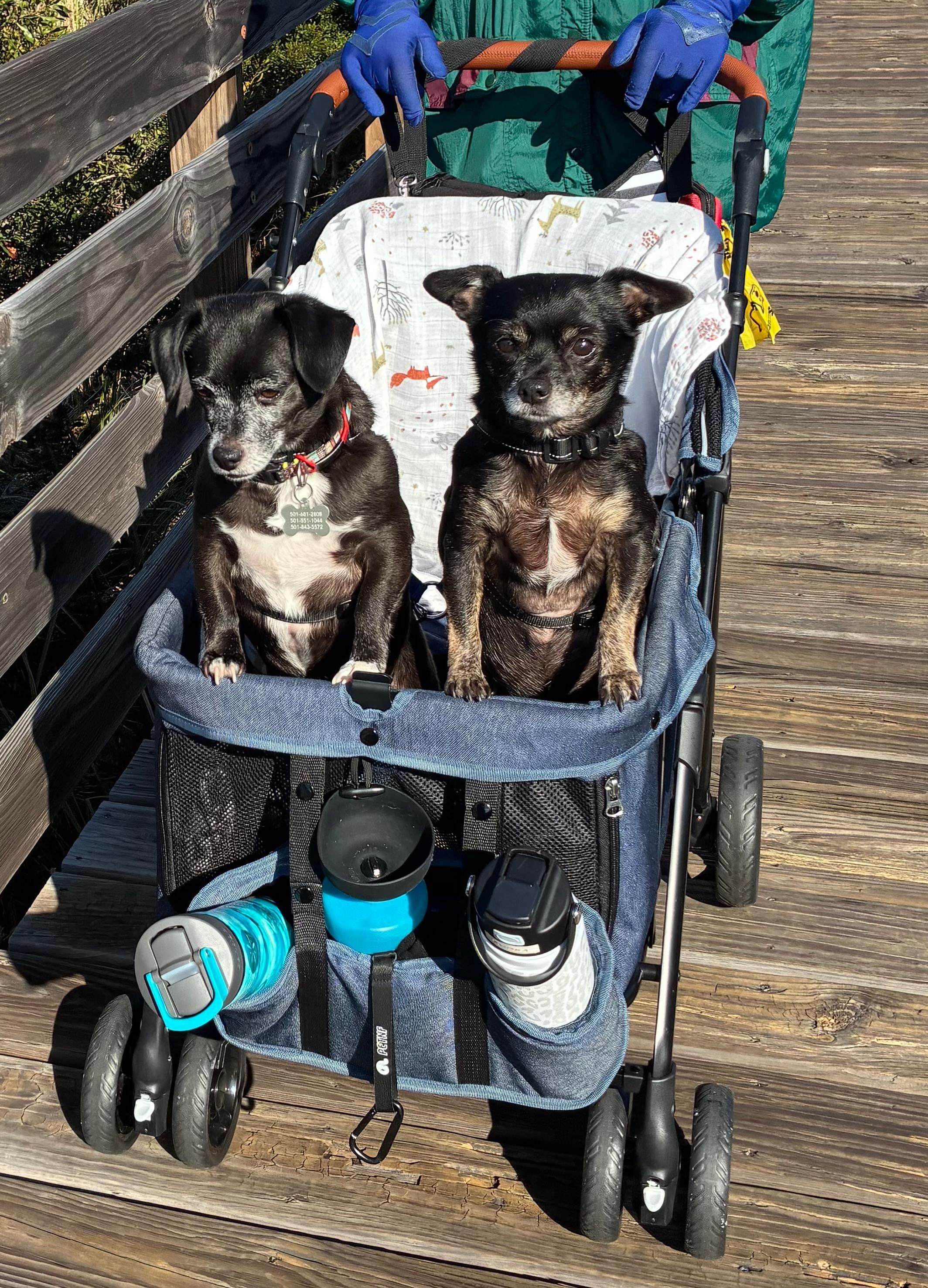 Took the pups to walk at Gulf State Park