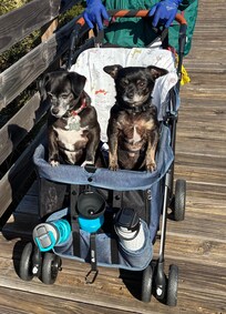 Took the pups to walk at Gulf State Park