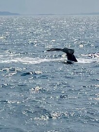 Whale watching was a highlight! We saw a whale breach!!