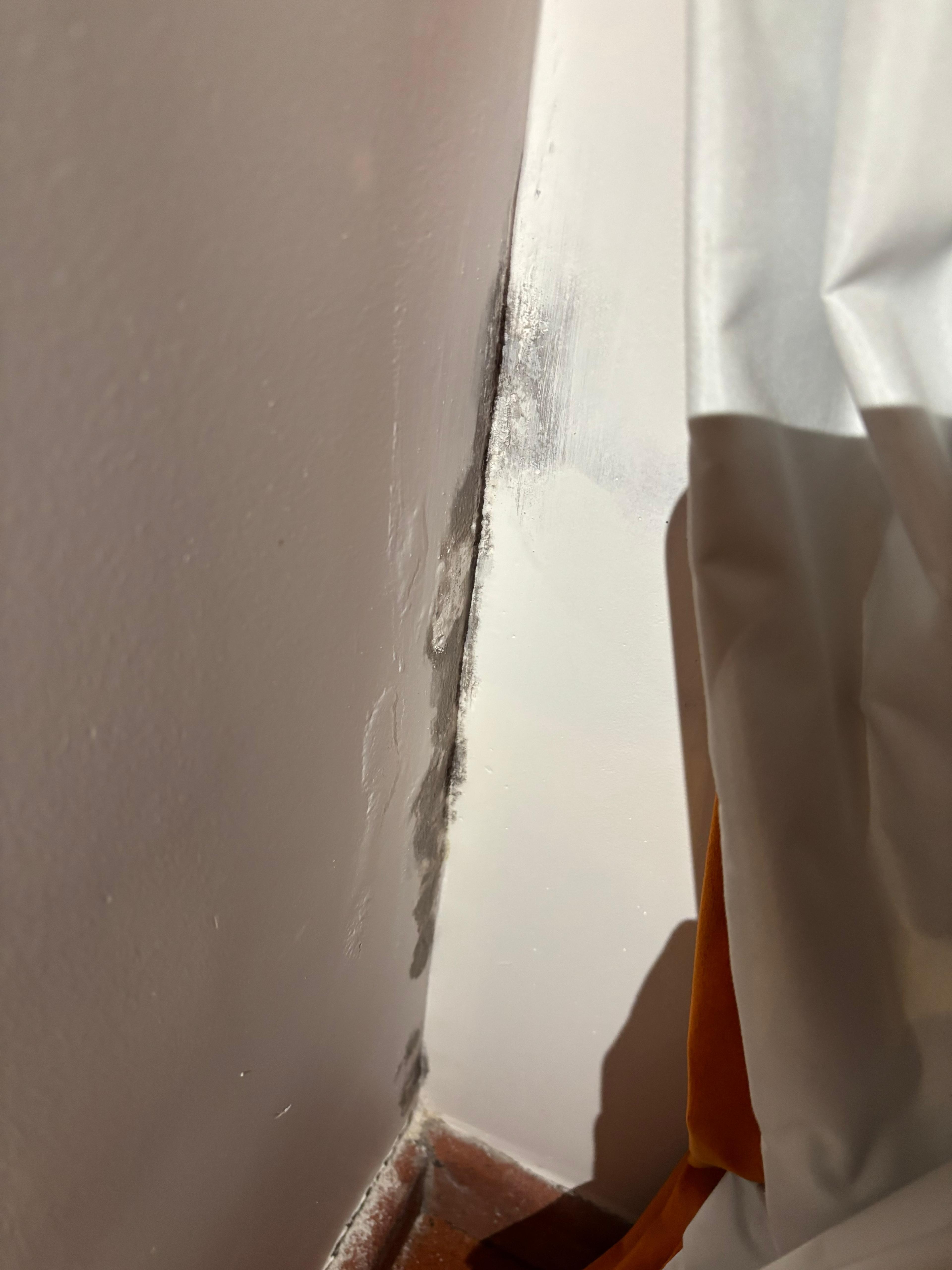 Mould growing on the walls 