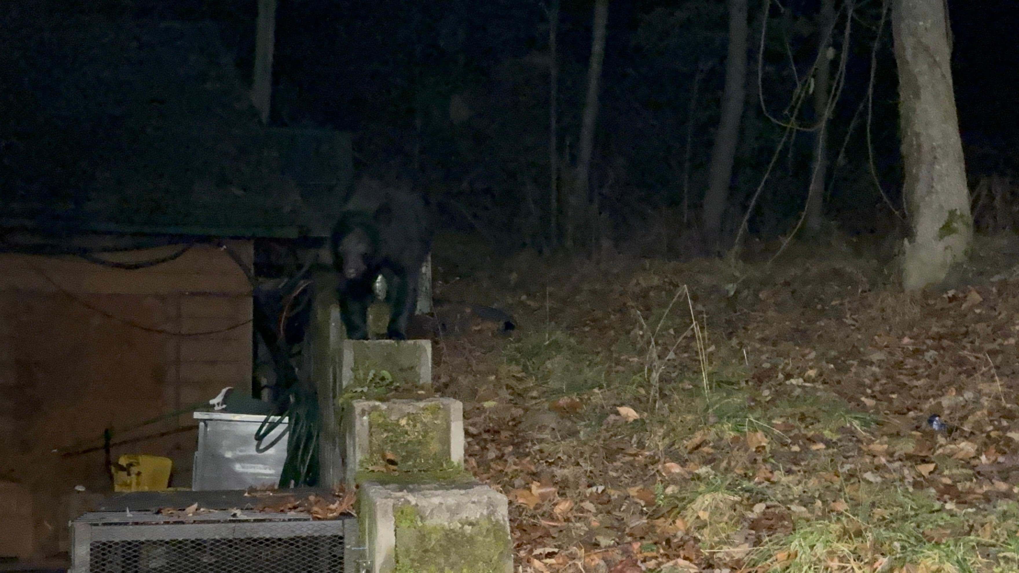 There are bears nearby!