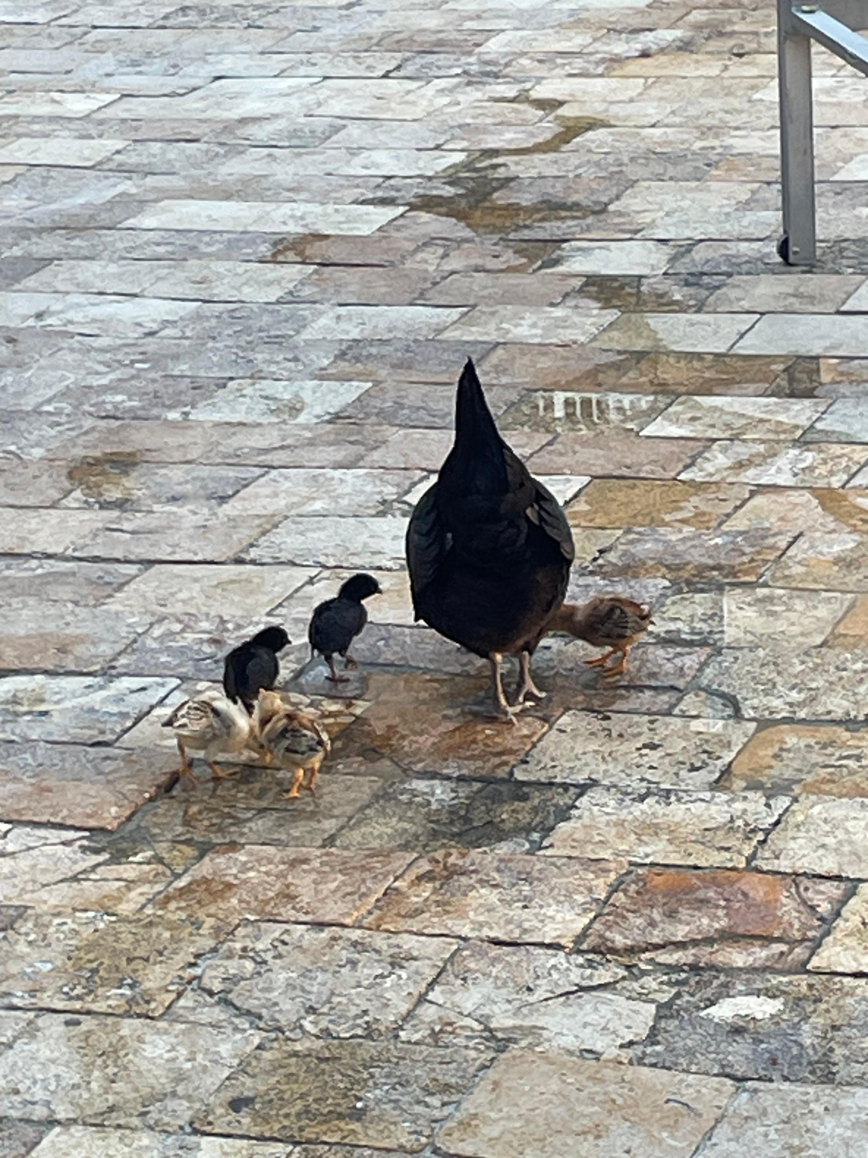 Chicken walk restaurant was good!