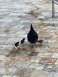 Chicken walk restaurant was good!