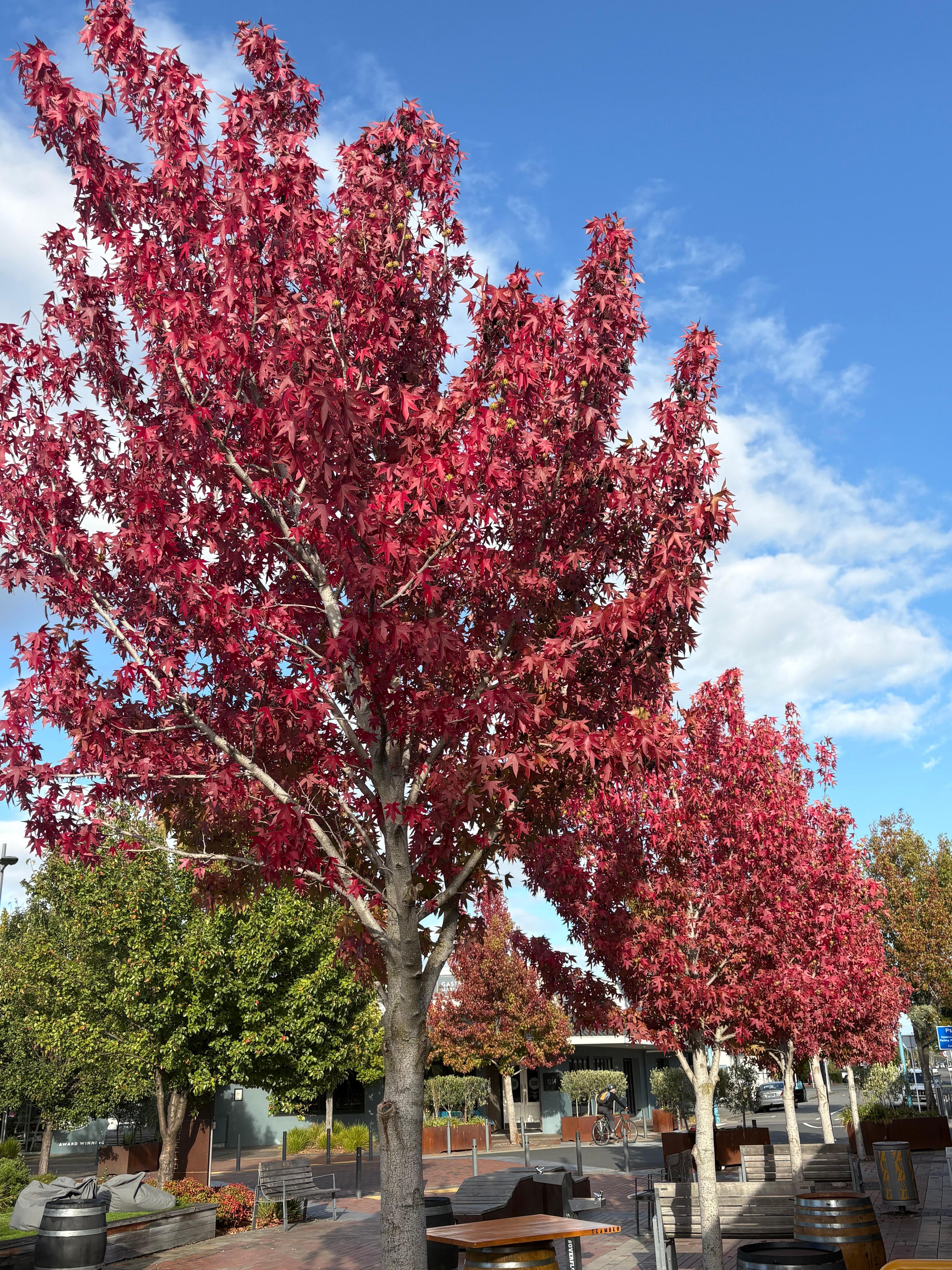 Leaves just starting to turn in Blenheim 