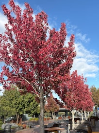 Leaves just starting to turn in Blenheim