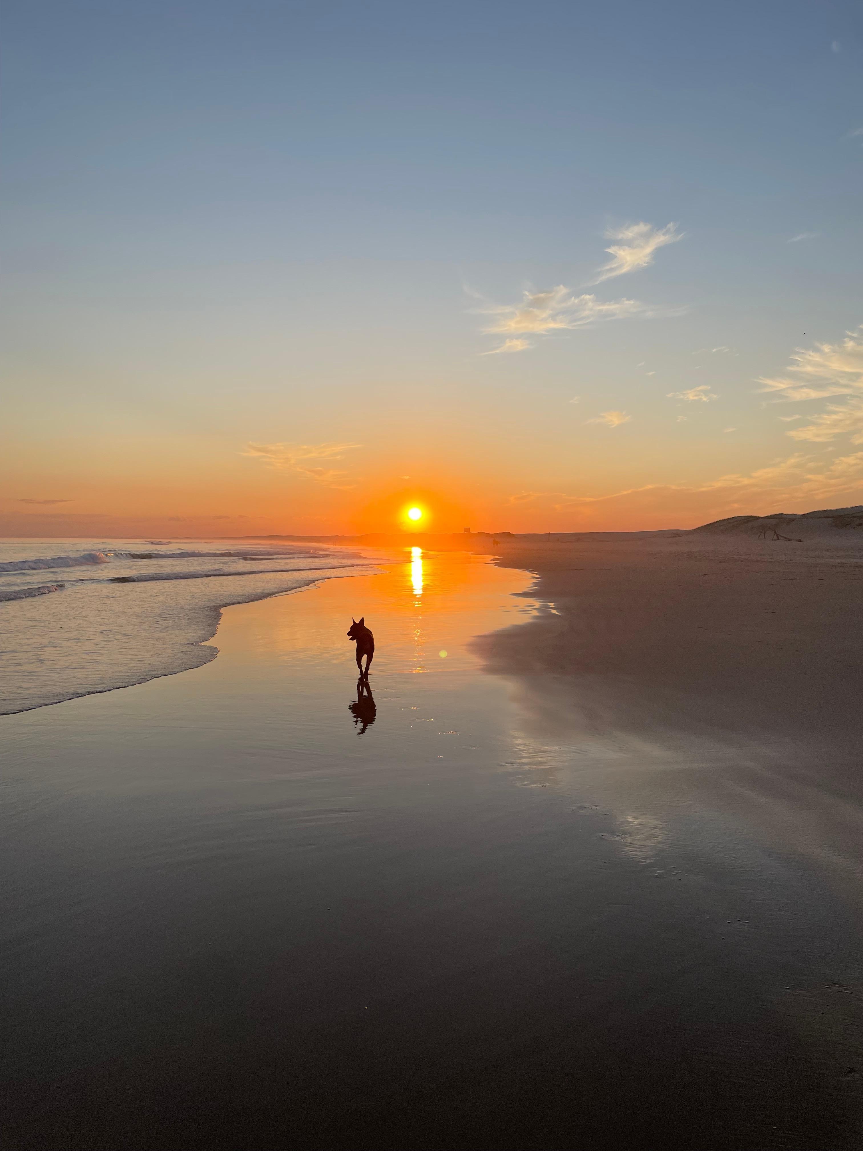 ‘Brave’ loved his stay in Anna Bay!