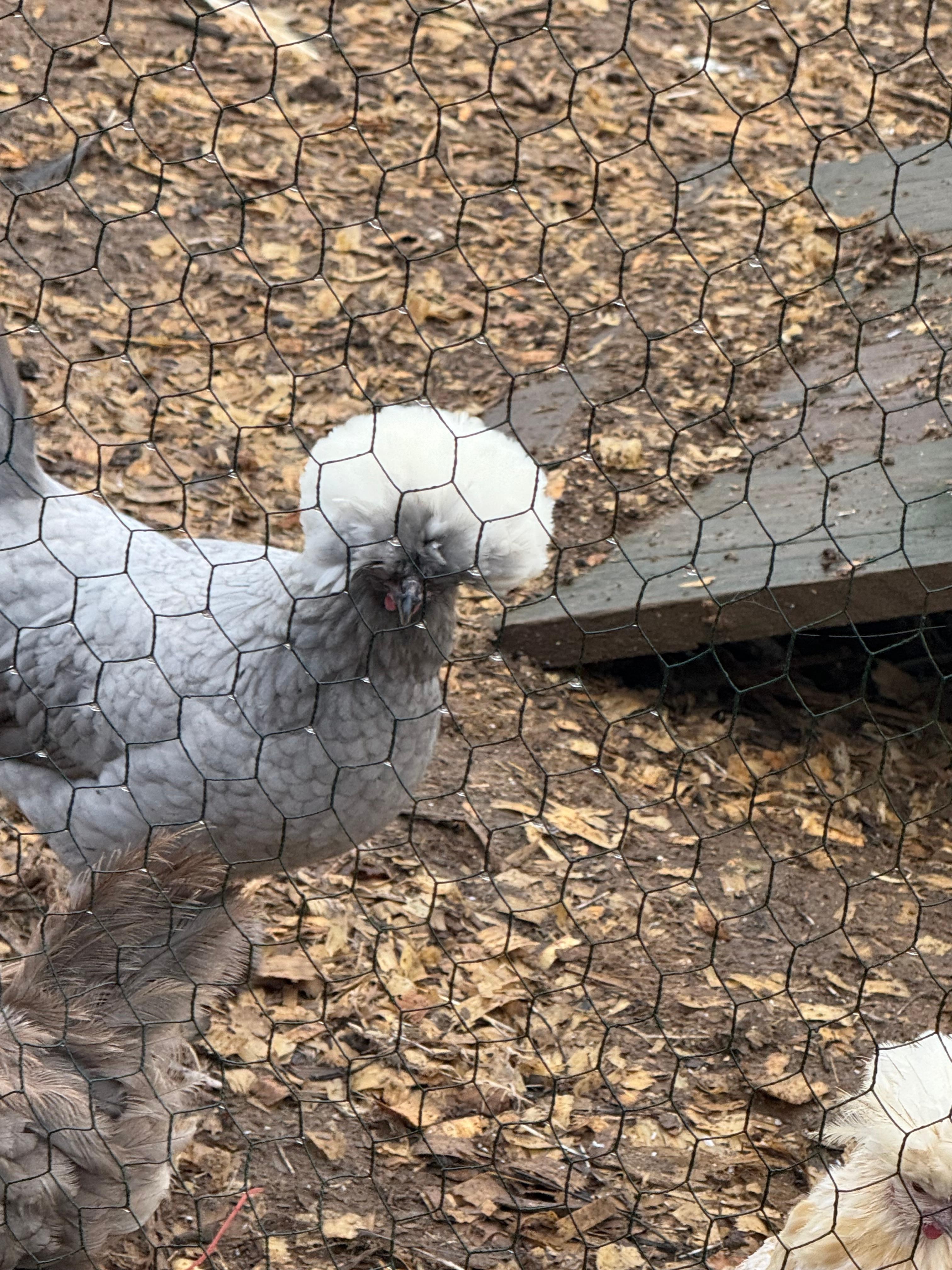 Cutest chickens ever. 
