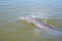 Dolphins everywhere!