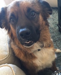 Max says hi!