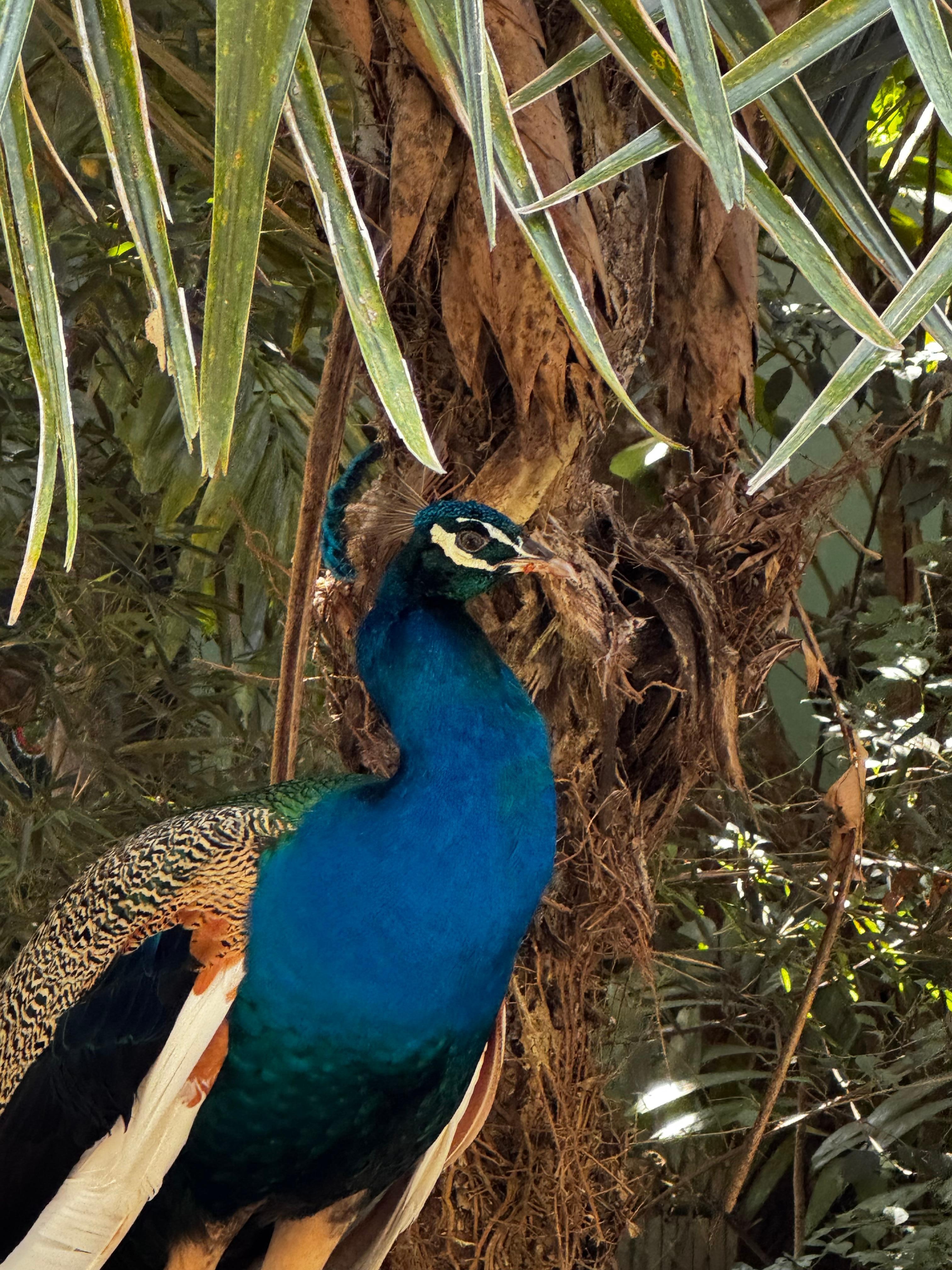 Came across this beauty at nearby Rescate Wildlife Sanctuary 