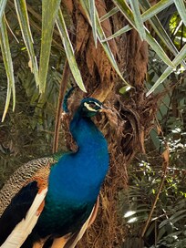 Came across this beauty at nearby Rescate Wildlife Sanctuary