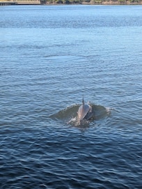 Dolphins in the Indian River from the evening boat tour with Marine Discovery Center.