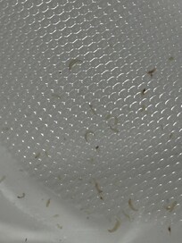 Toenail clipping in the tub