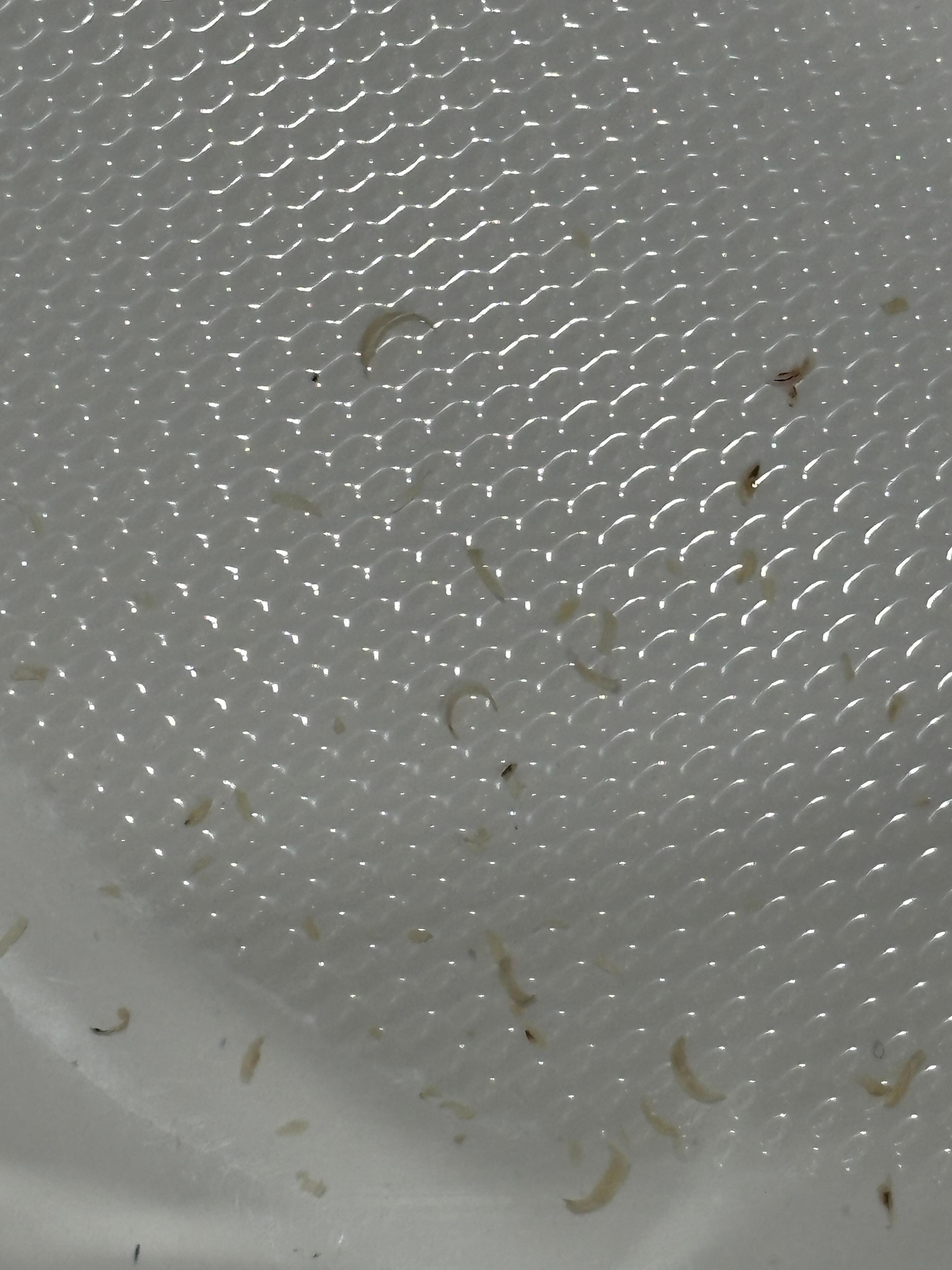 Toenail clipping in the tub