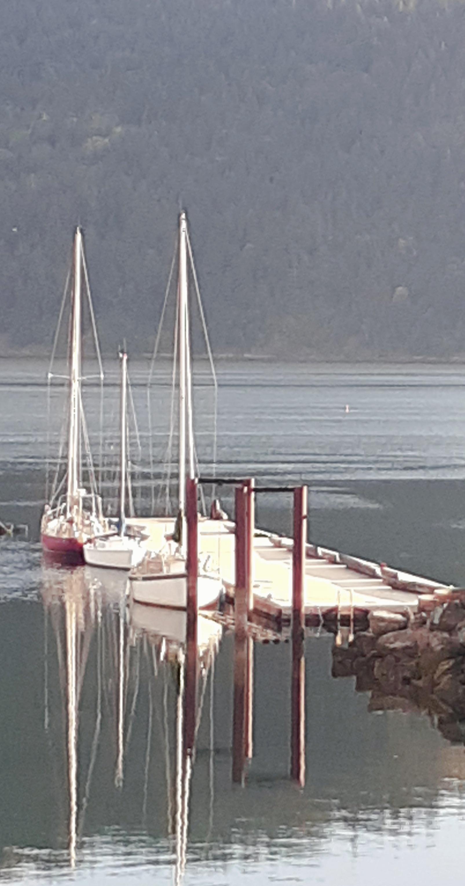 Sea lion dockside