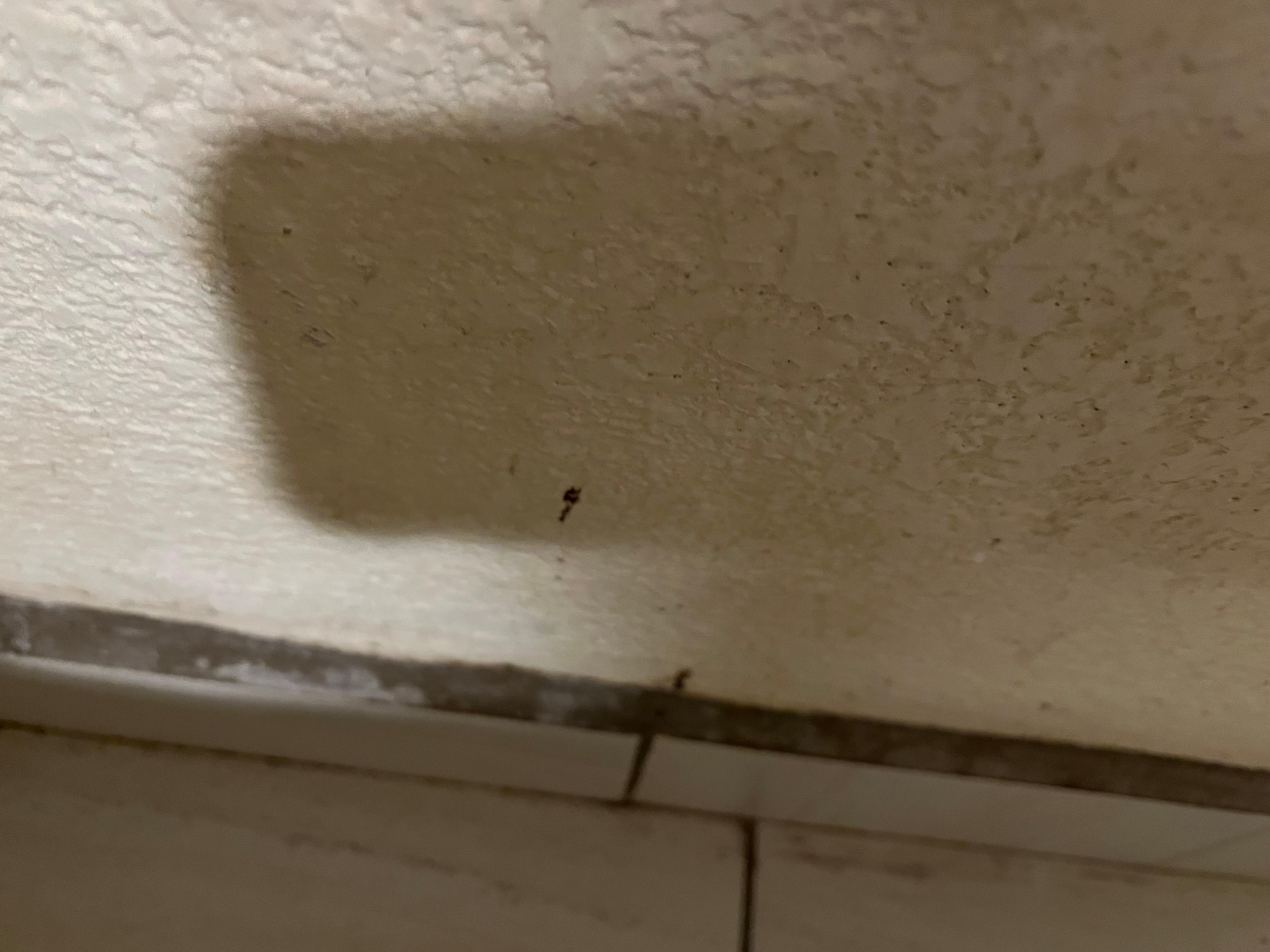 Fecal on the wall
