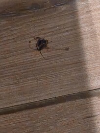 Killed a roach