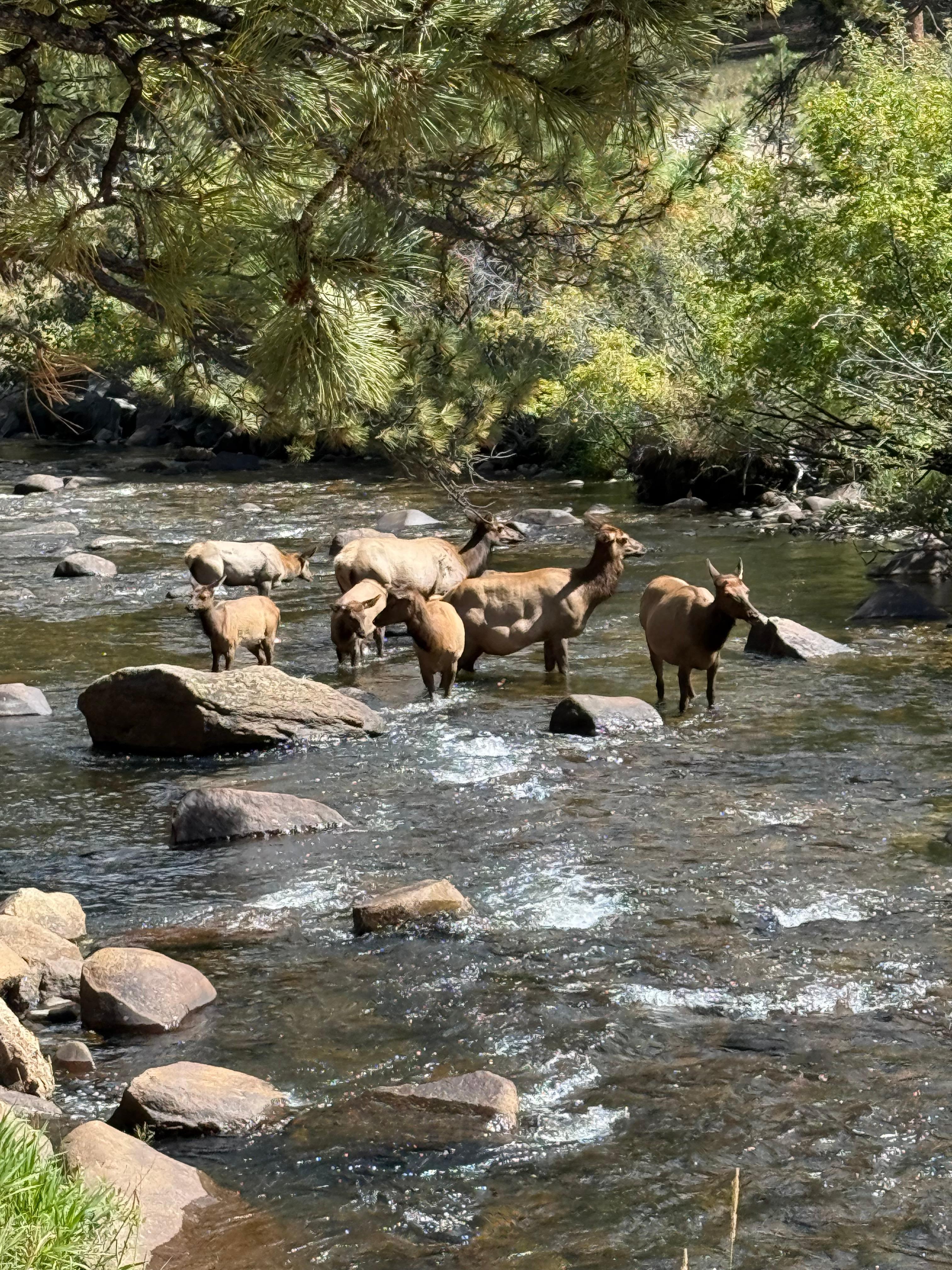 Elk relocated from our backyard to the river. 