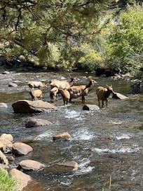 Elk relocated from our backyard to the river.