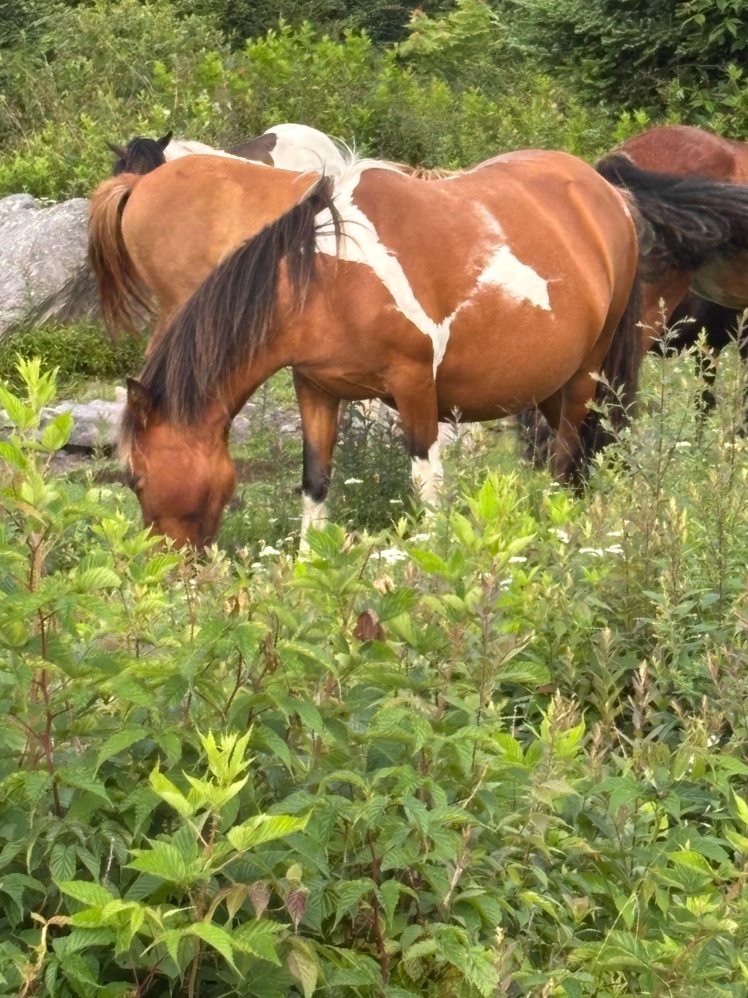 Wild Ponies