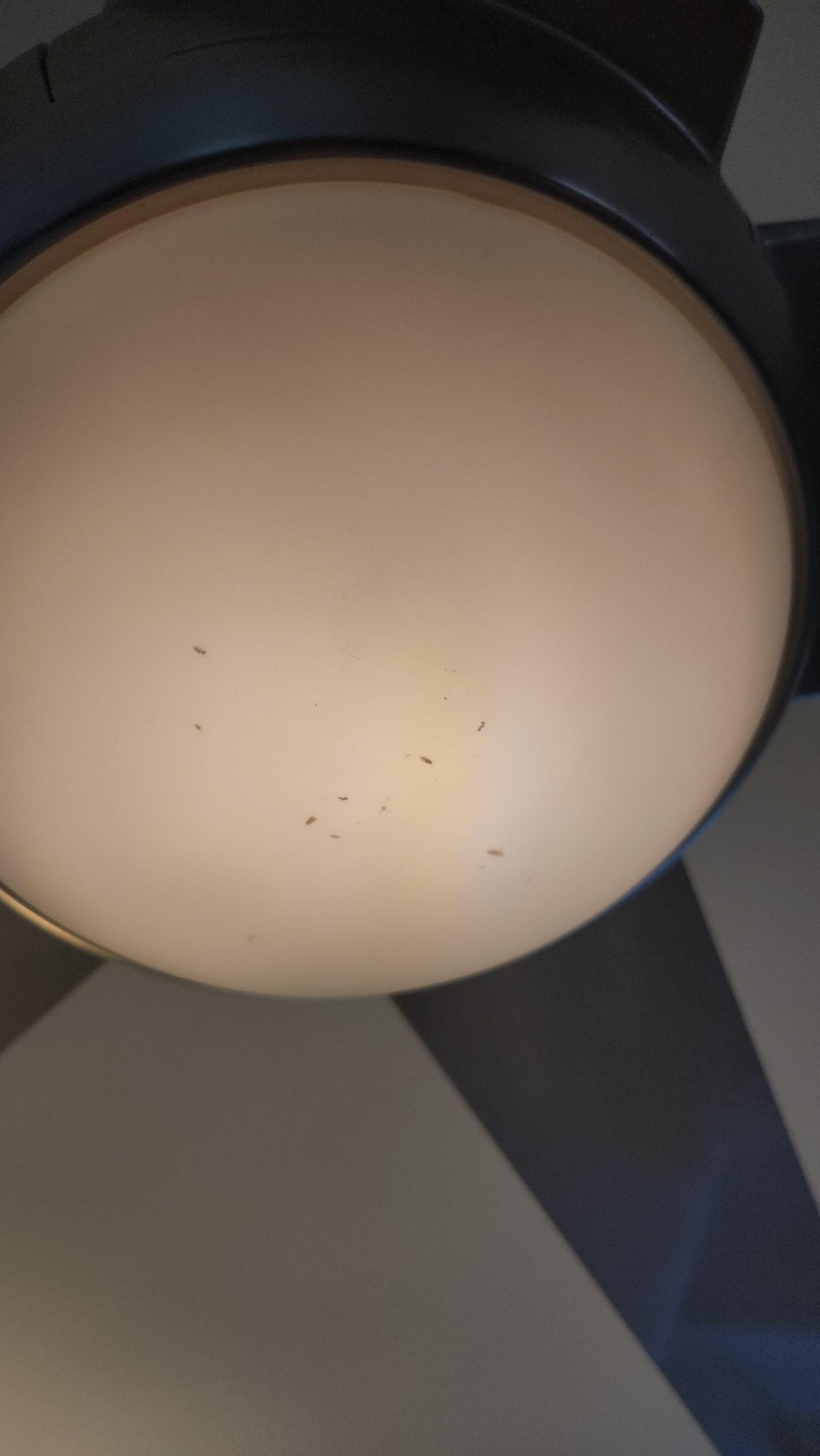 Dead bugs in the very dim and flickering light