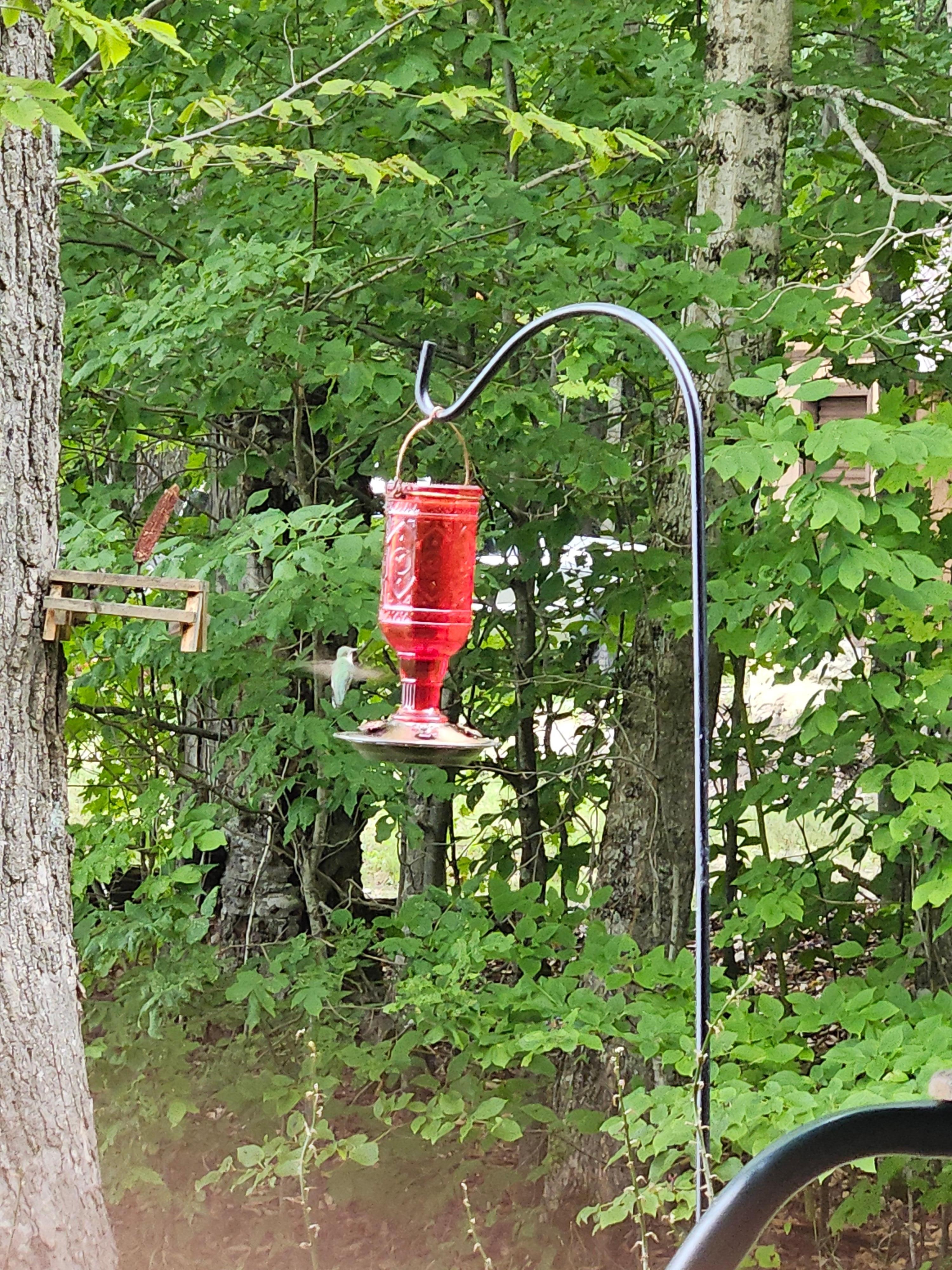 We cleaned and put fresh food in it and the birds fought over it.