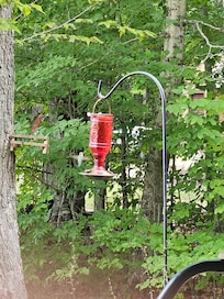 We cleaned and put fresh food in it and the birds fought over it.