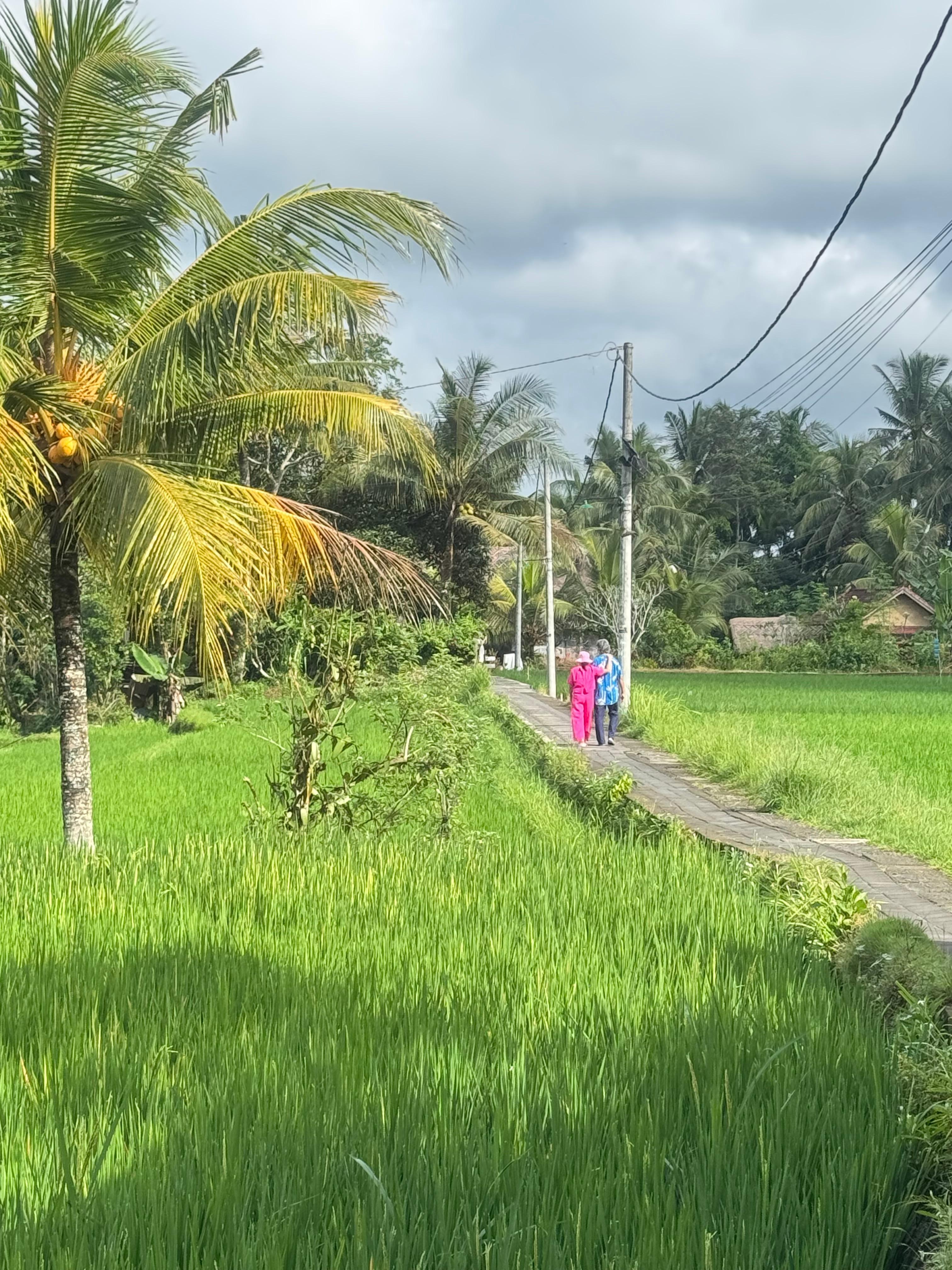 Rice fields are a short walk from the villa 
