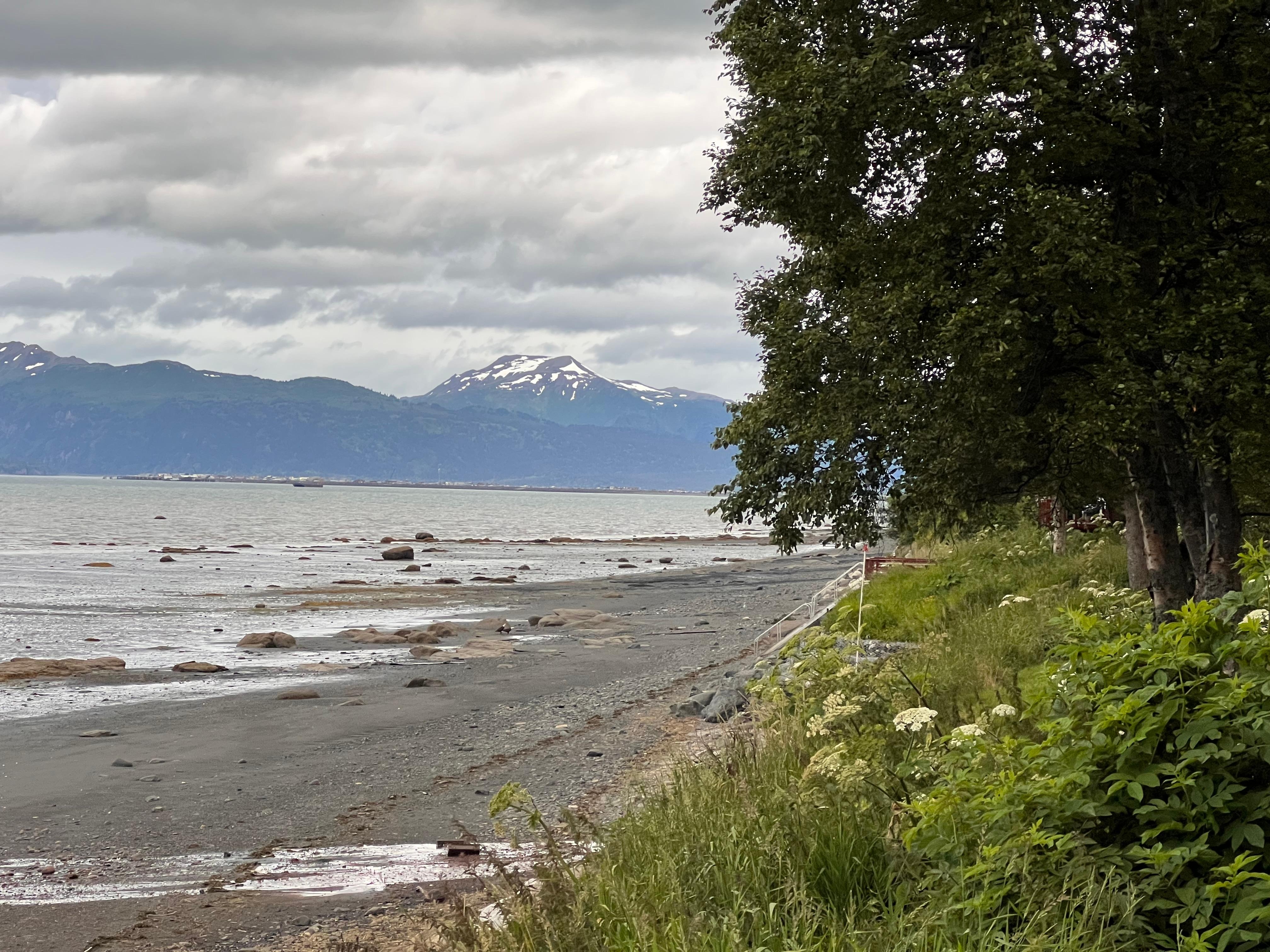 Eagles at low tide