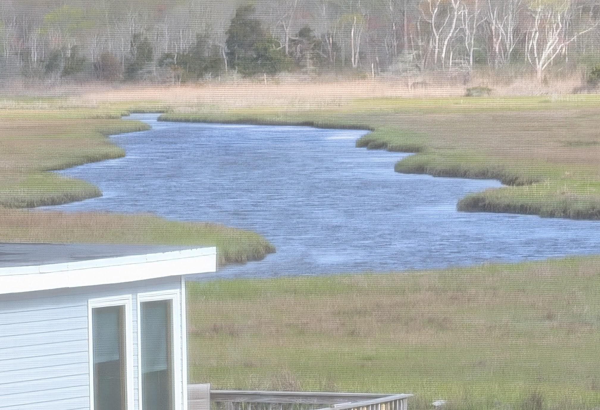 View out the window of the marshes..lots of egrets in the morning