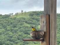 Loved watching the birds from the patio