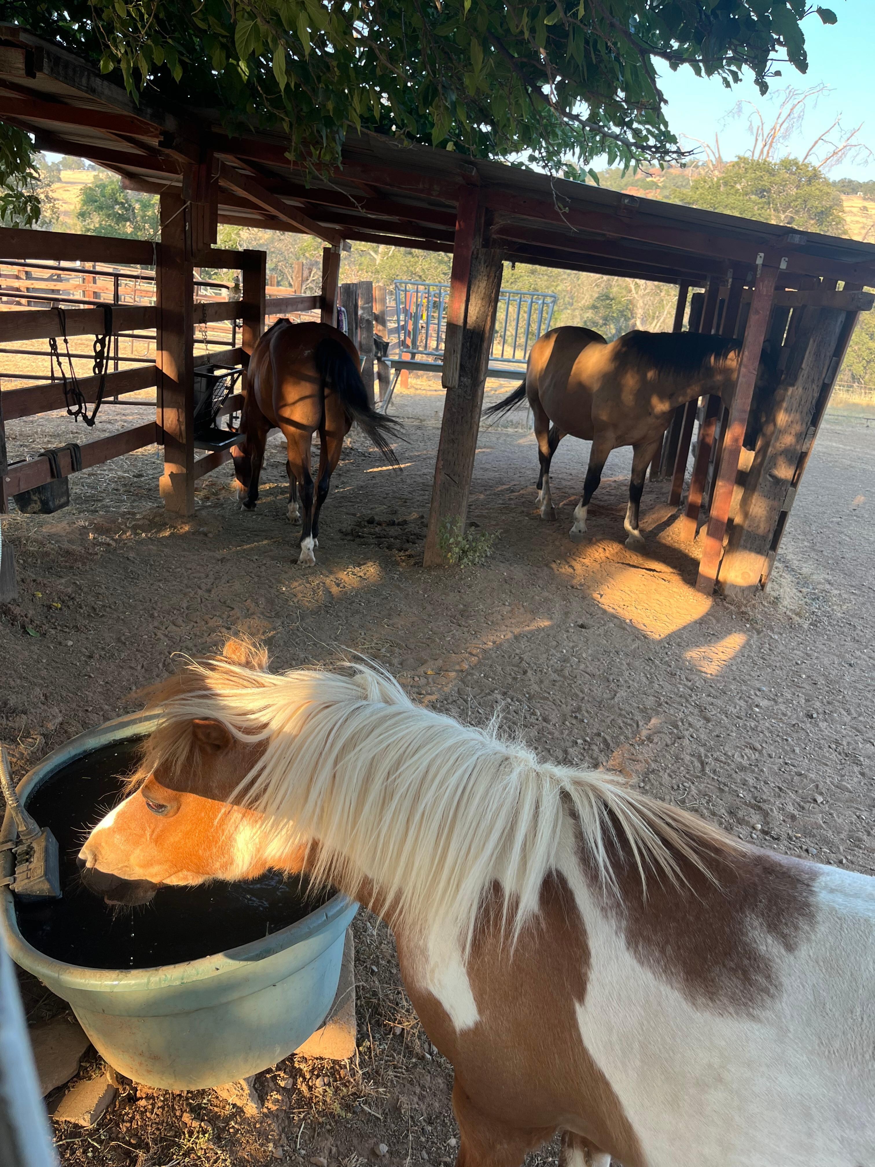 The horses