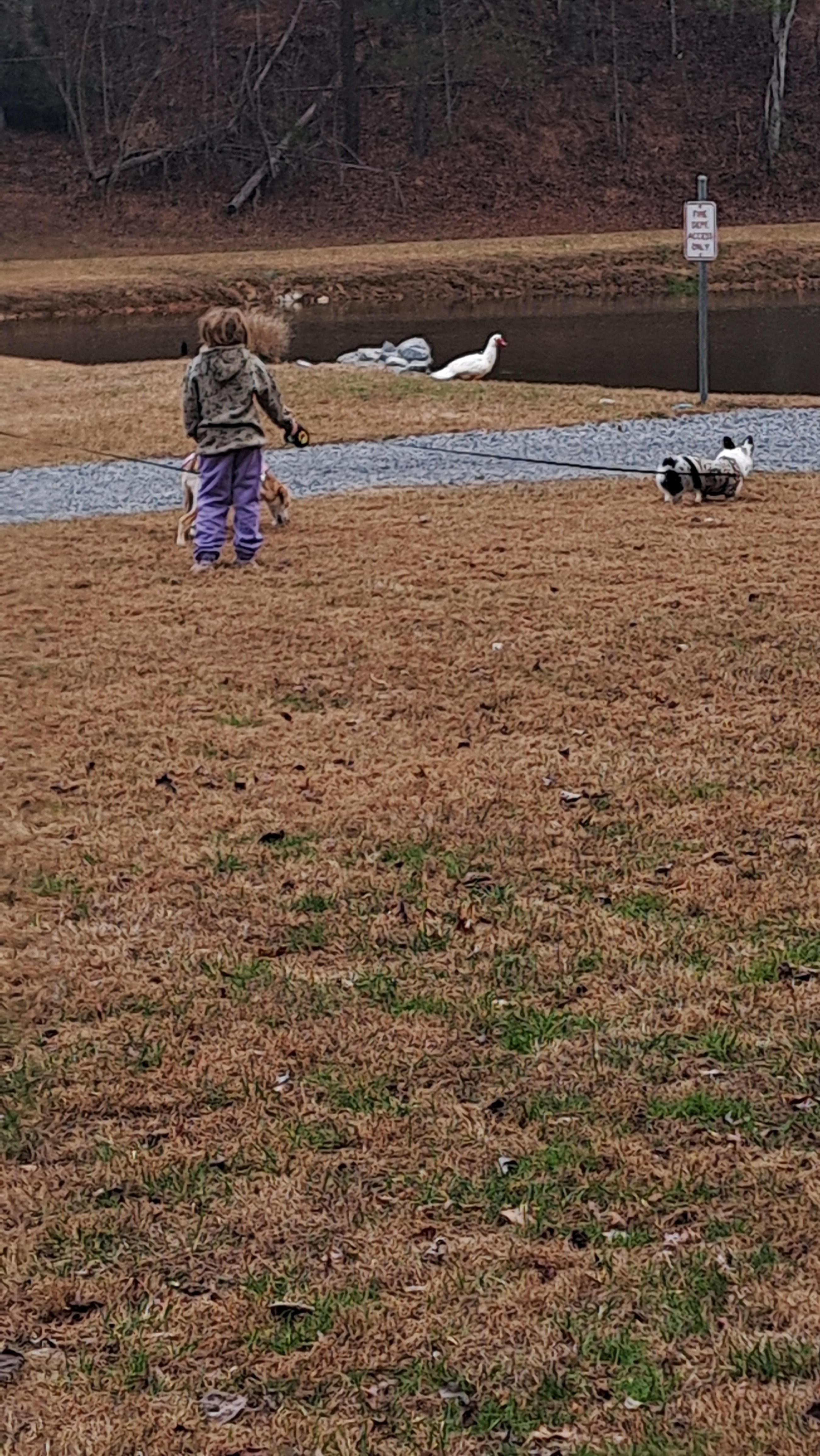 Going to ducks and geese