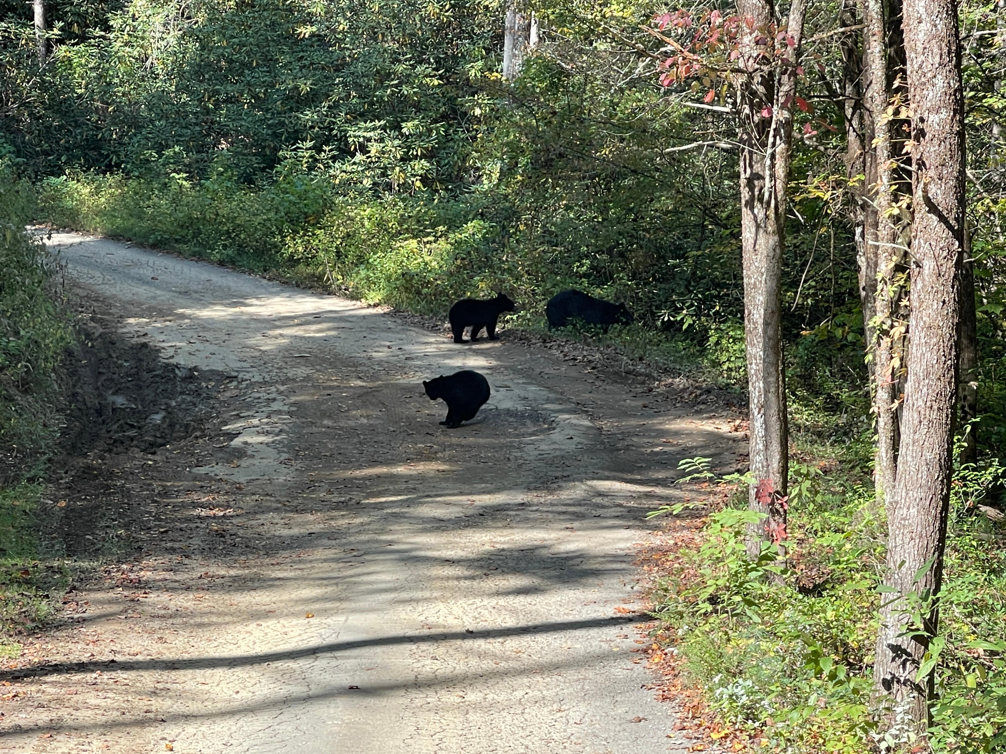 We were greeted by a mother and two cubs!