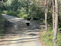 We were greeted by a mother and two cubs!