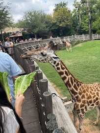 Zoo
