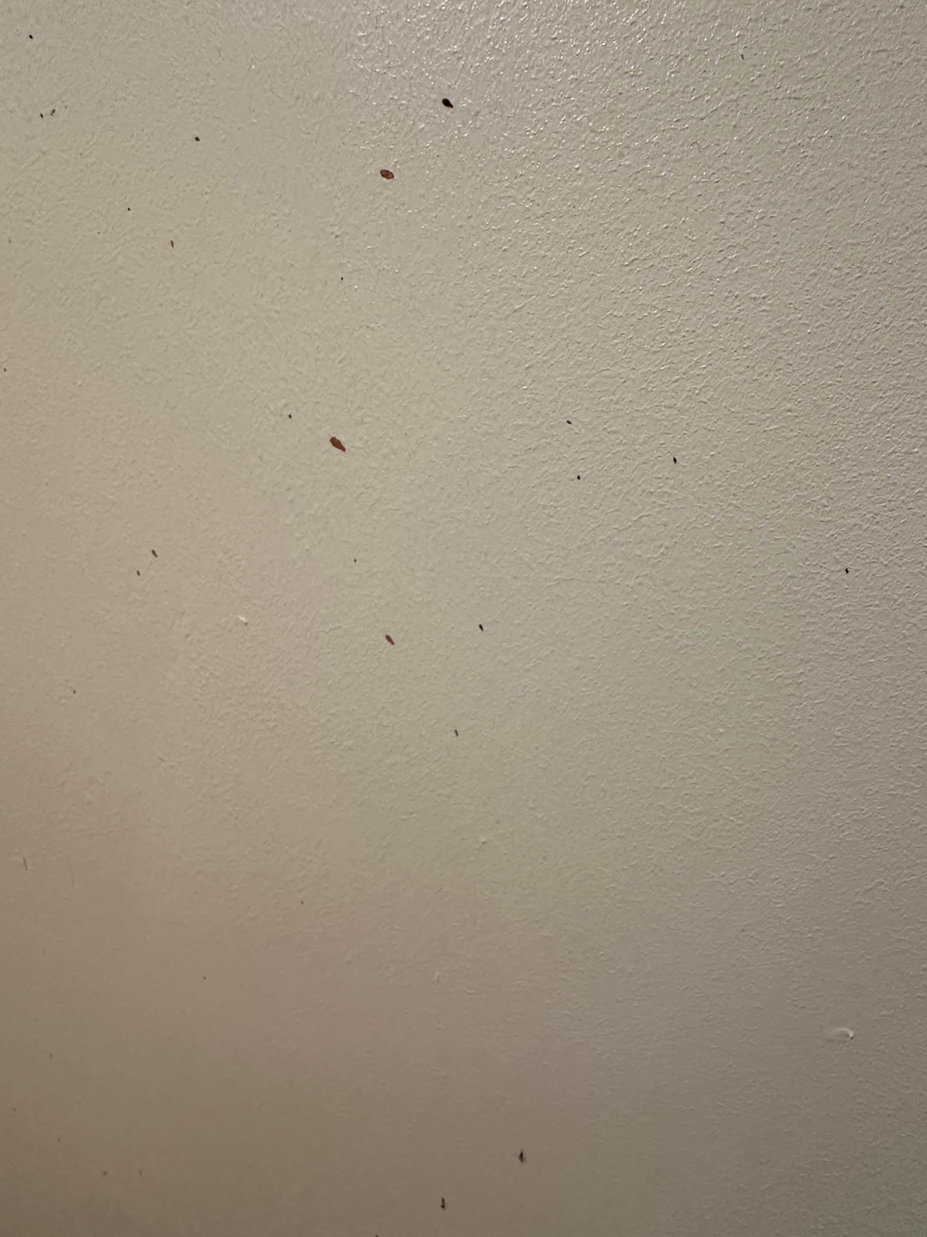 Bloodstains were everywhere; I don't know what happened.