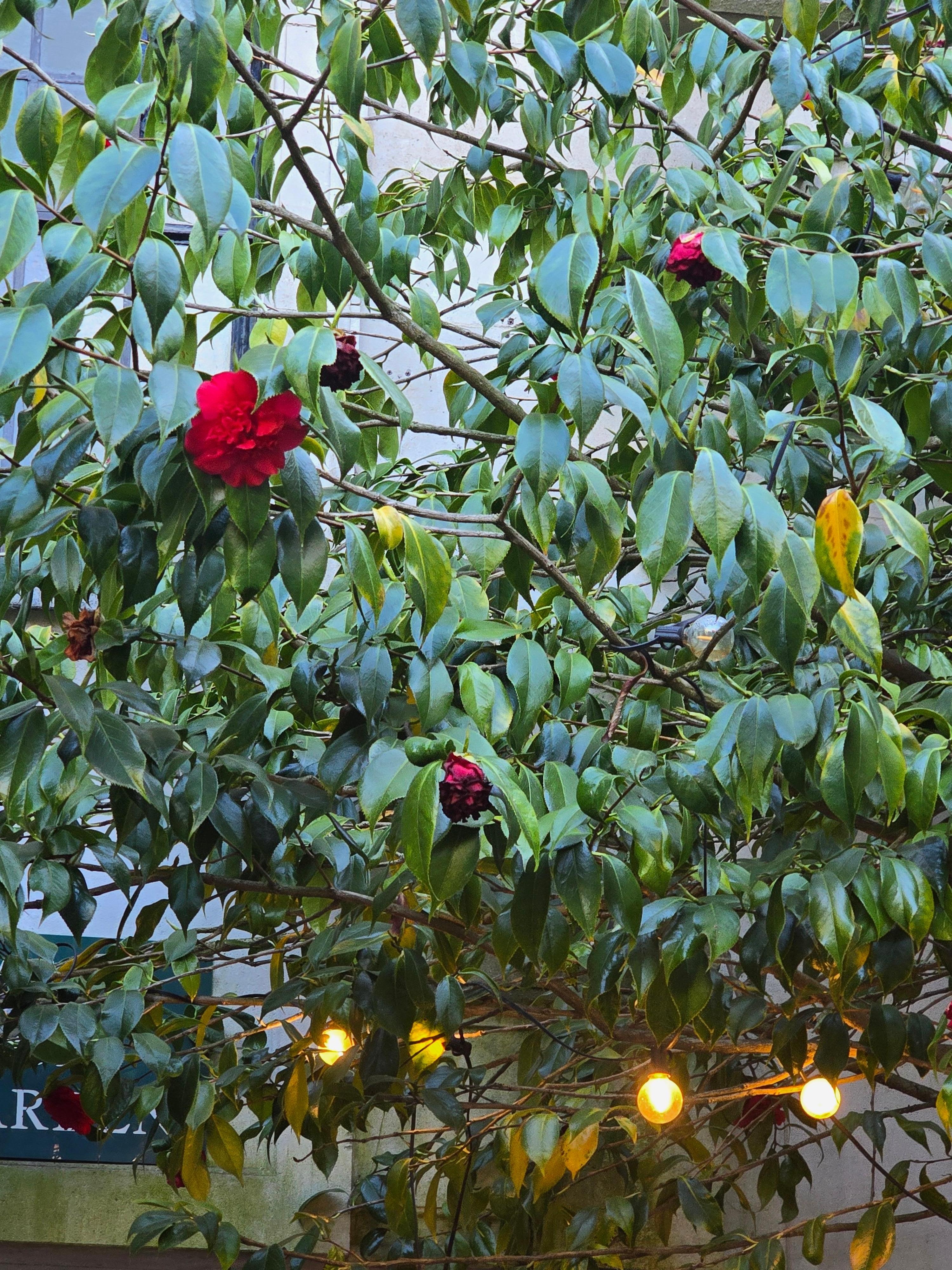 Sitting on the patio.