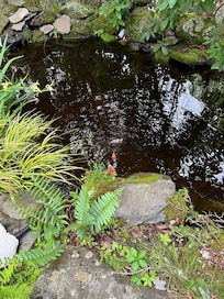 Koi
