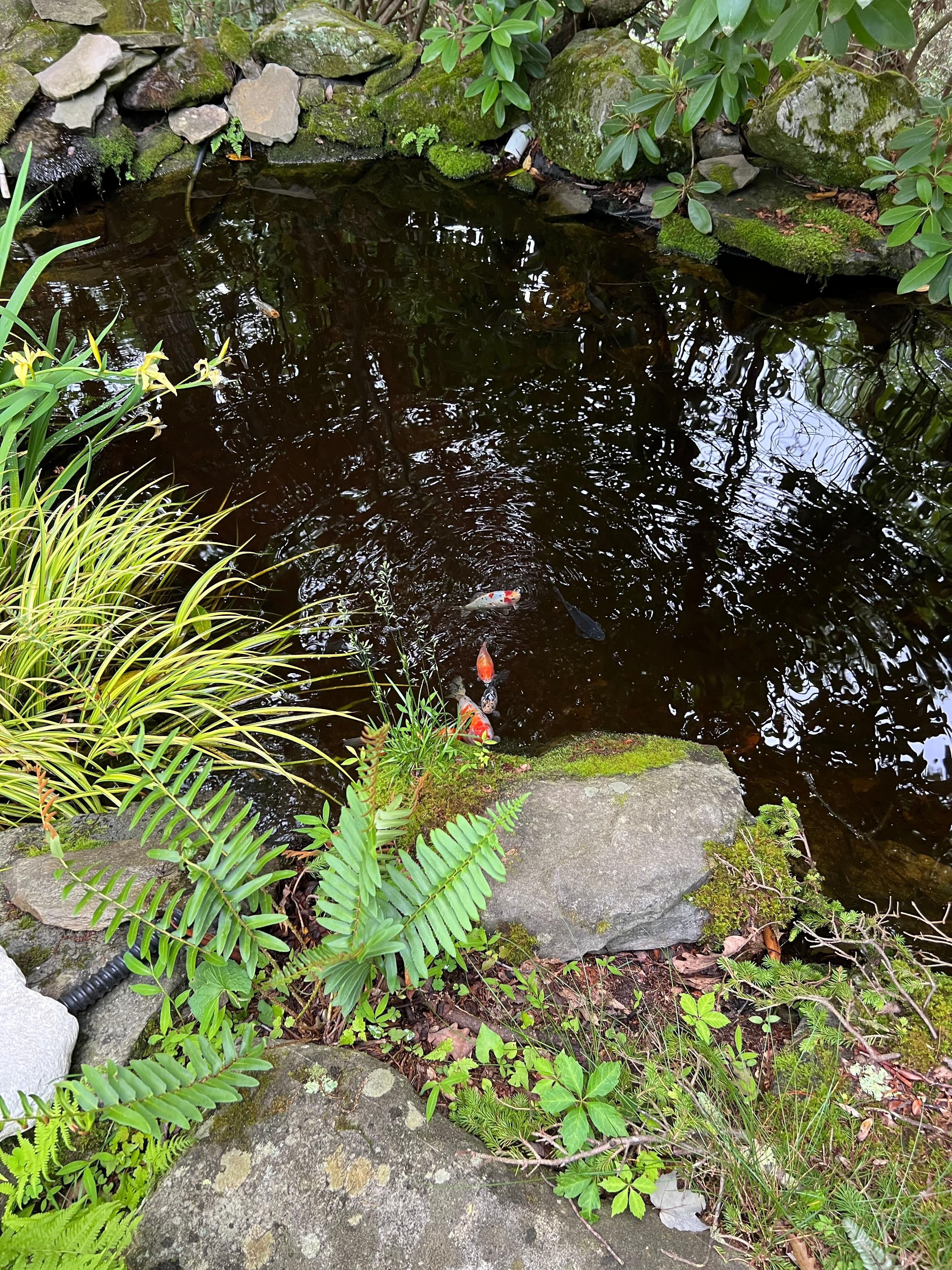 Koi